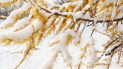 Yellow tree in the snow, larch in winter