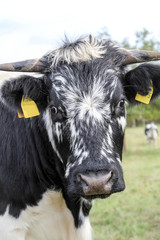 Kuh, K&uuml;he, Rinder auf der Weide 