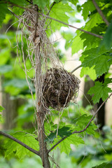 Vogelnest am Baum
