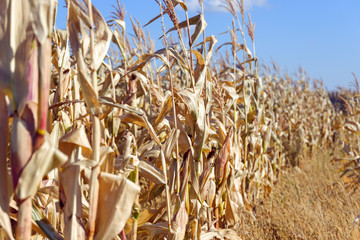 Field corn autumn in October before harvesting. Ripe corn, dry corn.