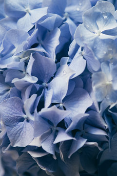 Extreme close up of Hydrangea flower