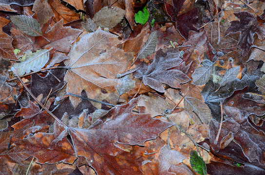 Frosted Autumn leaves