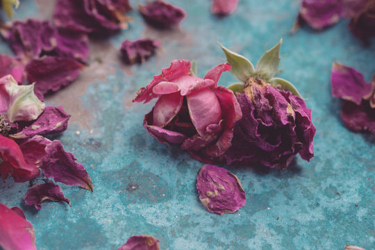 Dry Roses on Blue Metal Surface