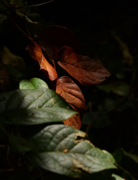 Leaves in dappled light