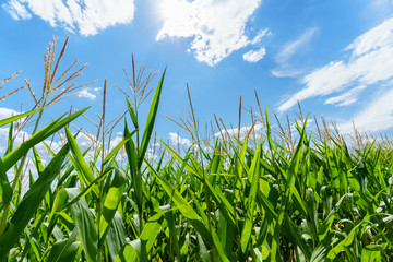 Corn filed against blue sky and sunlight