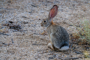 Naklejka na ściany i meble Desert Cottontail Rabbit