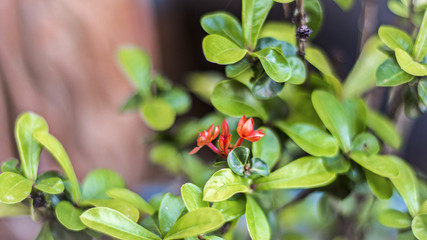 Crown of thorns Christ Thorn flower beautiful red blossom bloom