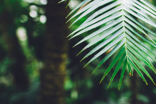 A palm leaf.