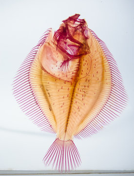 Fish specimen