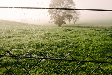 spider's web on a misty morning on the farm, with dewy droplets