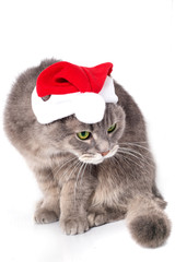 Cat in Santa Claus's cap