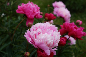 Pink peonies