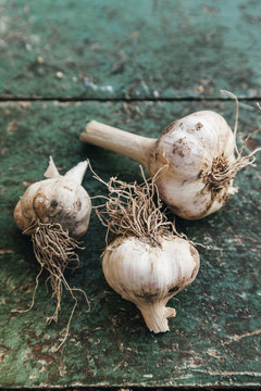 Garlic