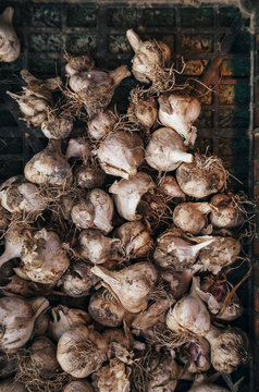 Garlic In tray