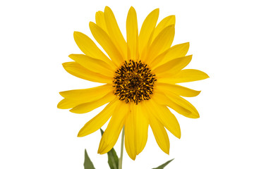 One yellow flower, isolated on white background