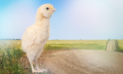 Chicken.