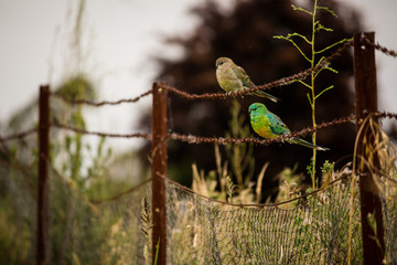 Lovebirds on a wire 2