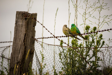 Lovebirds on a wire