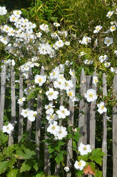 Herbstanemonen bl&uuml;hen wei&szlig; am Gartenzaun