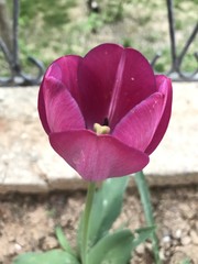 red pink flower nature  spring green plant pink blossom floral white