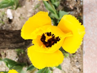 flower nature  spring green plant pink blossom floral white