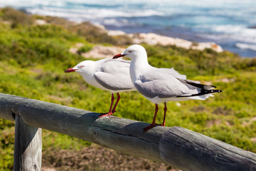 Two seagulls sitting on a railing