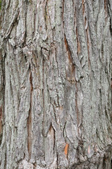 Detail of old tree bark in a park