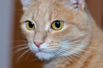 Thoughtful sad cat closeup