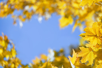 Naklejka na ściany i meble empty yellow autumn leaves background