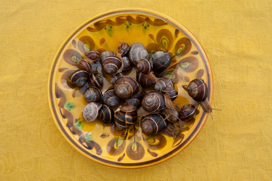 Grape snails