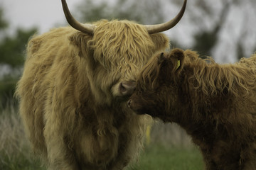 Highland cow and calf