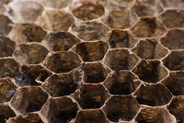 Close up Hornet's nest is polist with honey reserves in honeycombs.