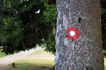 Naklejka premium Hiking trail red and white circular mark on tree bark. Trail number one written underneath.Shallow dept of field effect.