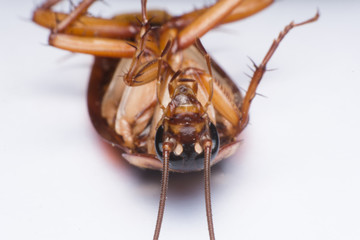 close up cockroach on white background