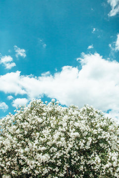 tremendous white oleander