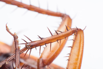 close up cockroach leg on white background