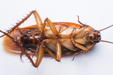 close up cockroach on white background