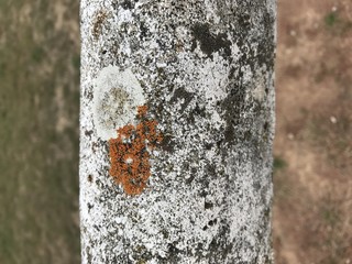 Mousse et nature automnale