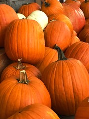 Seasonal Pumpkin Display