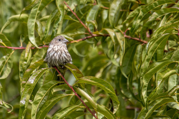 Female house finch perched on a green tree branch