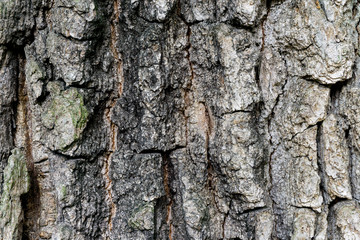 Old Wood Tree Bark Texture Background Pattern