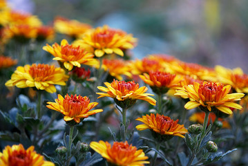 хризантемы