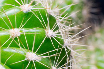 close up macro of a cactus with morning dew on it