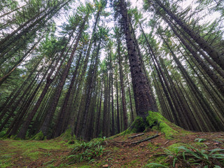 Early Autumn forest morning,Northern Ireland