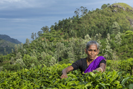 Tea Plucker Sri Lanka