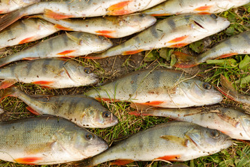 Fresh catch of fish lying on the green grass. Perch paint.