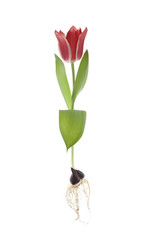 whole red tulip on isolated white background
