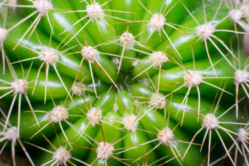 close up macro of a cactus with morning dew on it