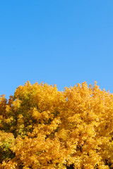 Autumn leaves trees against the blue sky. Yellow, orange, green.