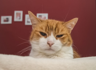 Katze auf der Couch